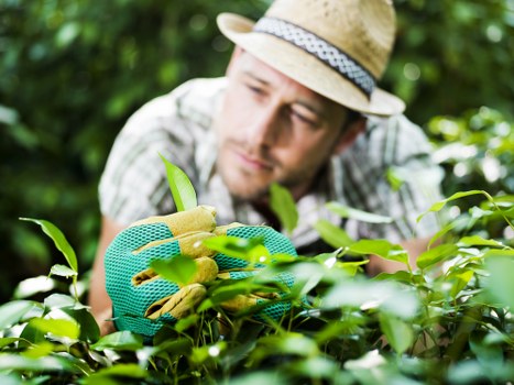 Professional gardener trimming hedges